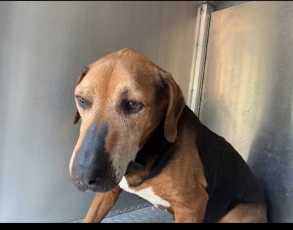Leo, an adoptable American Foxhound in Inverness, FL