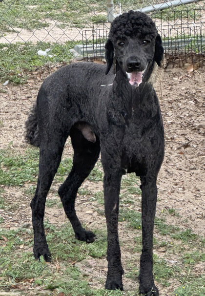 Cobalt, an adoptable Poodle in Inverness, FL