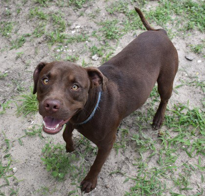 Rufus