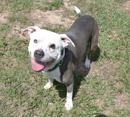 King, an adoptable American Staffordshire Terrier in Inverness, FL