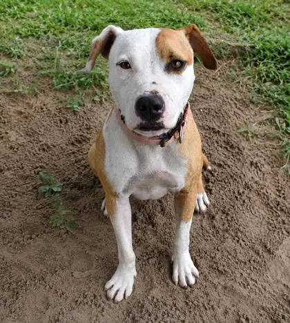 Sissy - Bull Terrier
