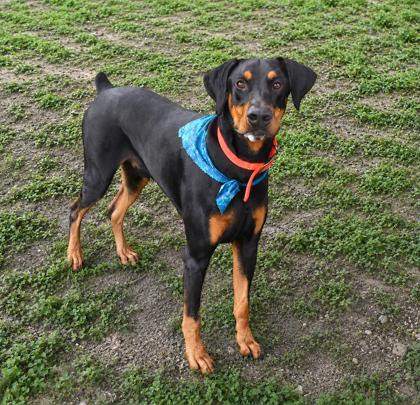 Joemo, an adoptable Beagle in Inverness, FL