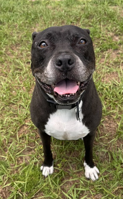 Murdock, an adoptable American Staffordshire Terrier in Inverness, FL