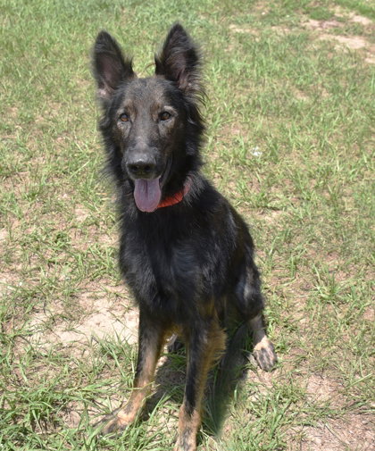 Blue, an adoptable German Shepherd Dog in Inverness, FL