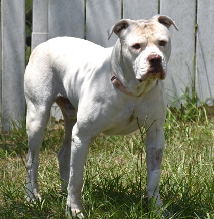 Hot Toddy, an adoptable American Bulldog in Inverness, FL