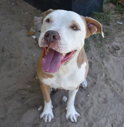 Dottie, an adoptable American Pit Bull Terrier in Inverness, FL