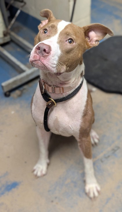 Nova, an adoptable American Pit Bull Terrier in Inverness, FL
