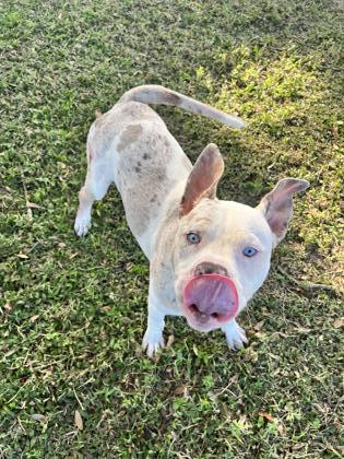 Goober, an adoptable American Pit Bull Terrier in Inverness, FL