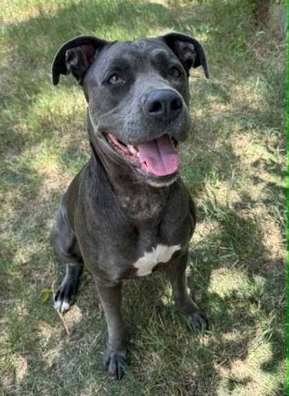Beautiful, an adoptable American Staffordshire Terrier in Inverness, FL