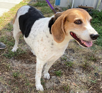 Miller, an adoptable Beagle in Inverness, FL