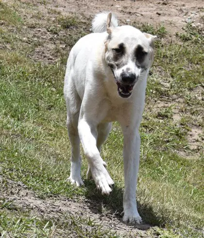Priscilla image 4