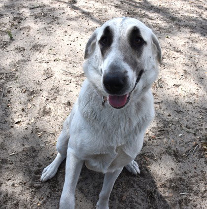 Precious, an adoptable Anatolian Shepherd in Inverness, FL
