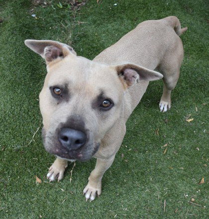 Lil John, an adoptable Pit Bull Terrier in Inverness, FL