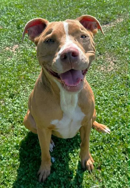 Blue - American Staffordshire Terrier