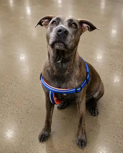 Zae - Plott Hound