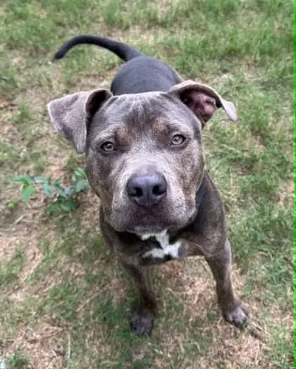 Alexander - American Staffordshire Terrier