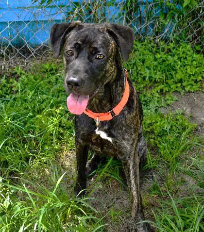 Izzy - Plott Hound