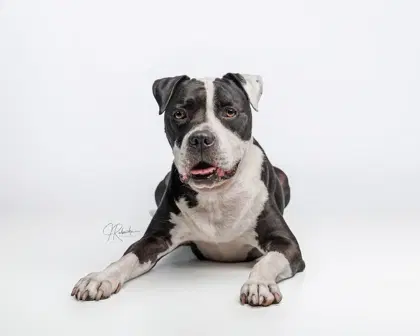 Pirate - American Staffordshire Terrier