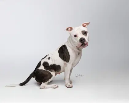Fritter - American Staffordshire Terrier