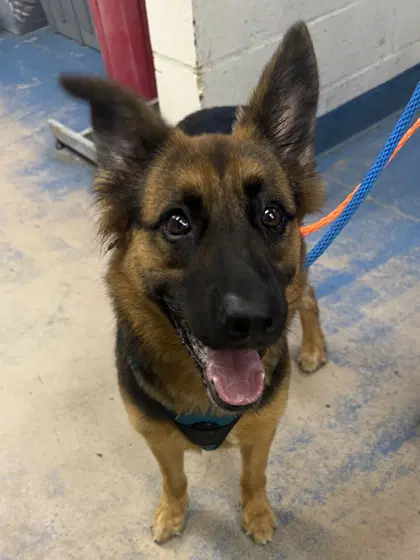 Copper - German Shepherd Dog