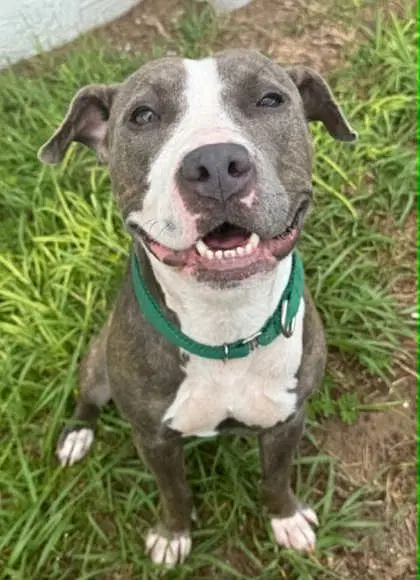 Pearl - American Pit Bull Terrier