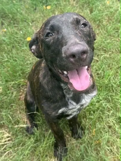 Norbert - Plott Hound