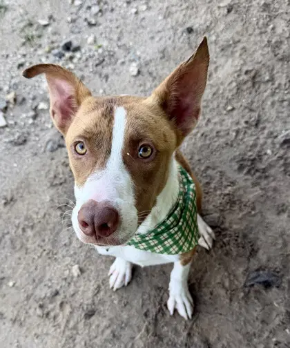Baklava - Pit Bull Terrier