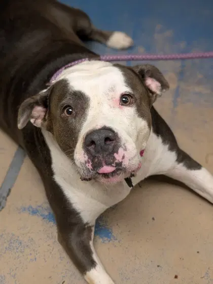Phoebe - Pit Bull Terrier
