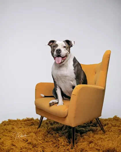 Phoebe - Pit Bull Terrier