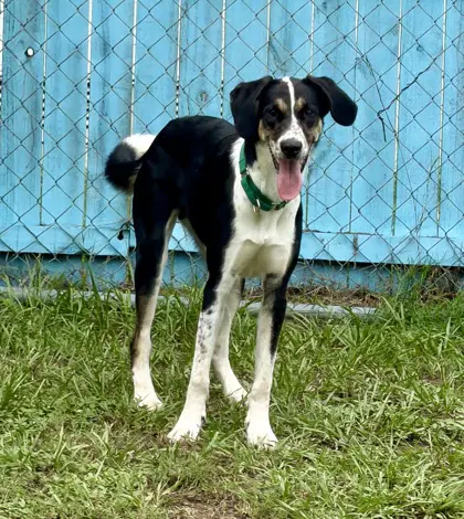 Loki - Mixed Breed