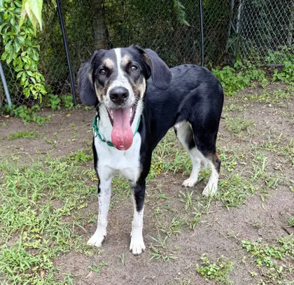 Loki image 2