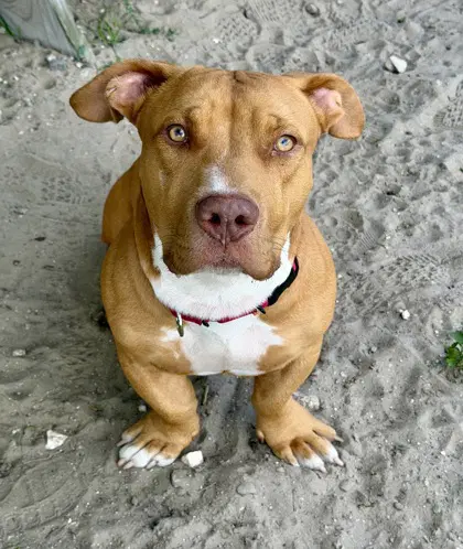 Aries - American Pit Bull Terrier