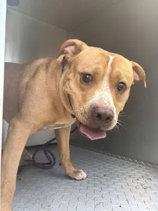 Zeus - American Pit Bull Terrier