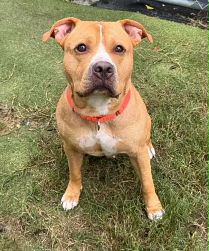 Zeus - American Pit Bull Terrier