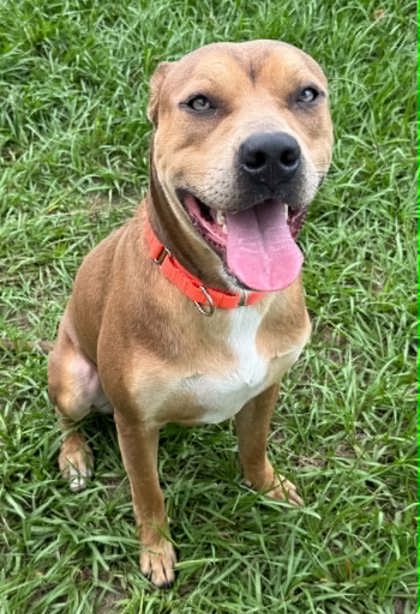 Poker Chip - Mixed Breed