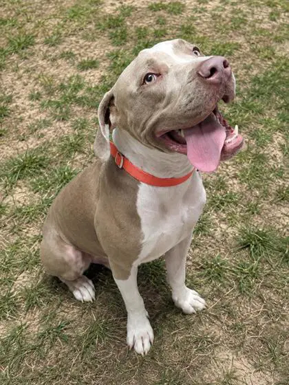 Tucker - American Staffordshire Terrier