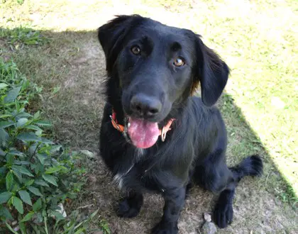 Nova - Labrador Retriever