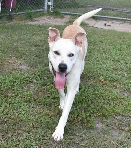 Jamboree - Pit Bull Terrier