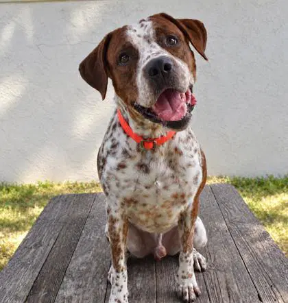 Daniel - German Shorthaired Pointer