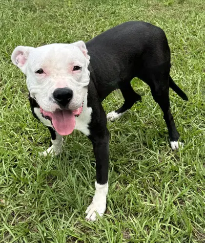 Harpoon - Pit Bull Terrier