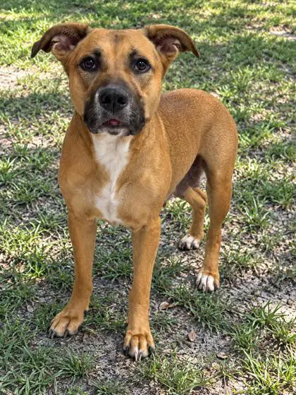 Cheyenne - Pit Bull Terrier