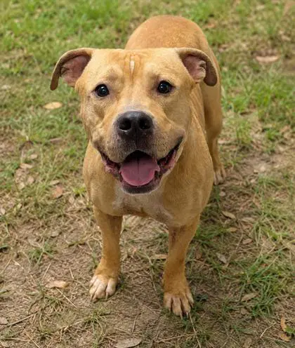 Fondue - Pit Bull Terrier