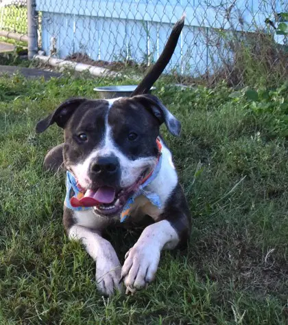 Markimoo - American Staffordshire Terrier