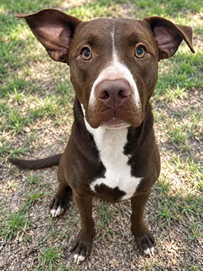Shaggy - Pit Bull Terrier