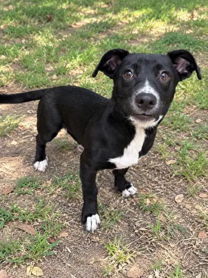 Tootsie - Mixed Breed