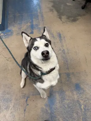 Luna - Mixed Breed