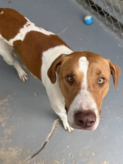 Gunther - American Foxhound