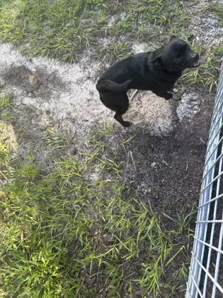 Beef Cake - Cane Corso Mastiff