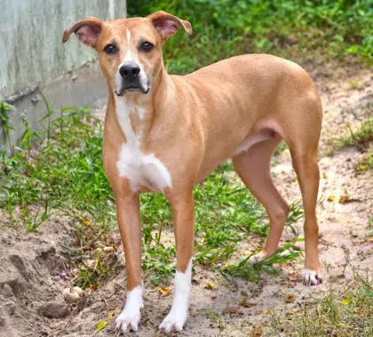 Bambi - American Staffordshire Terrier