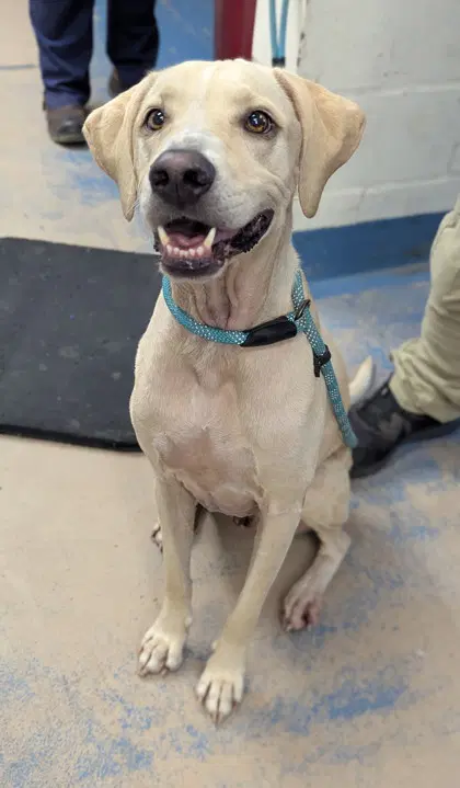 Lieutenant - Labrador Retriever